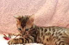 ベンガル【大阪府・男の子・2018年2月22日・ブラウンスポッテッドタビー】の写真5