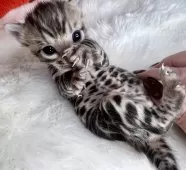 ベンガル【大阪府・男の子・2025年2月8日・ブラウンスポテッドタビー(ロゼット)】の写真10「お腹は白く、綺麗に並んだスポットがあります」