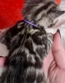 ベンガル【大阪府・男の子・2025年2月8日・ブラウンスポテッドタビー(ロゼット)】の写真11「肩にはしっかりバタフライパターン」