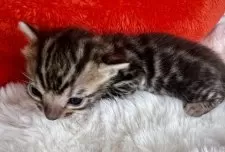 ベンガル【大阪府・男の子・2025年2月8日・ブラウンスポテッドタビー(ロゼット)】の写真14