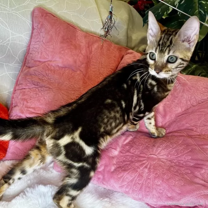 ID：2602-01201の子猫