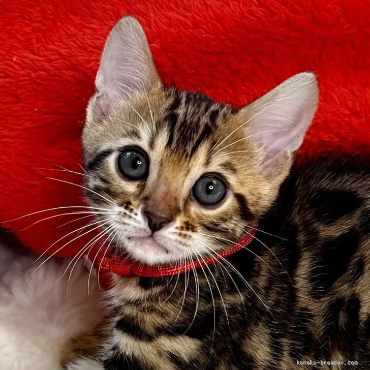 ID：2608-50289の子猫