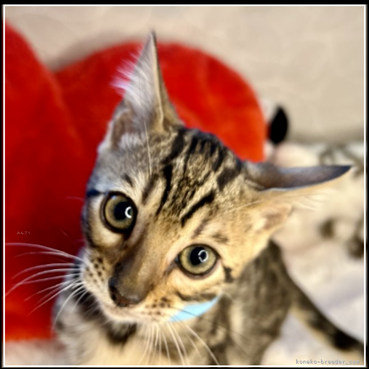 ブリーダー画像