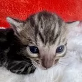 ベンガル【大阪府・男の子・2025年2月8日・ブラウンスポテッドタビー(ロゼット)】の写真1