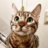 ベンガル