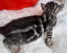 ベンガル【大阪府・男の子・2025年2月8日・ブラウンスポテッドタビー(ロゼット)】の写真2「お尻のロゼットはくっついてるように見えますが全部離れています」