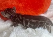 ベンガル【大阪府・男の子・2025年2月8日・ブラウンスポテッドタビー(ロゼット)】の写真3