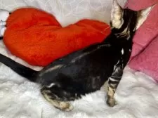 ベンガル【大阪府・女の子・2025年11月2日・ブラウンマーブルタビー】の写真3「黒猫みたいだけど、背中でベンガルを主張してます」