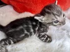 ベンガル【大阪府・男の子・2025年2月8日・ブラウンスポテッドタビー(ロゼット)】の写真4