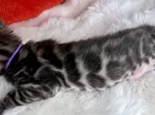 ベンガル【大阪府・男の子・2025年2月8日・ブラウンスポテッドタビー(ロゼット)】の写真7「鮮明でオープンなパンケーキロゼット」