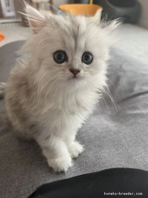 ID:2205-03196の子猫