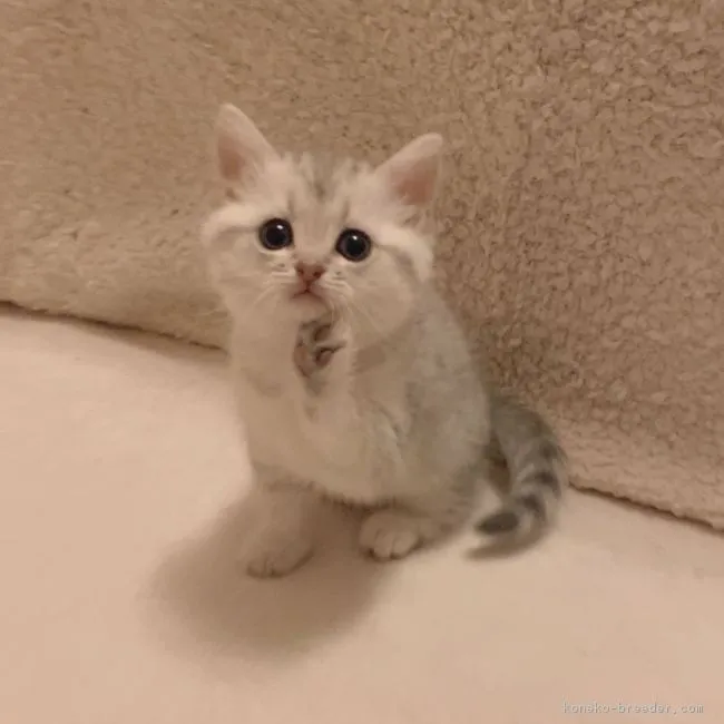 桜さん 様のお迎えした子猫