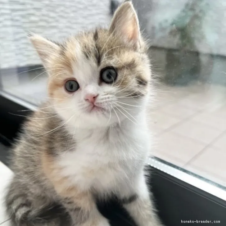 ID：2304-01469の子猫