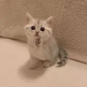 ミヌエット【大阪府・女の子・2018年11月10日・薄めのシルバータビー】の写真1「たまたま撮れた女の子ポーズ( ´͈ ᵕ `͈ )v可愛い♡」