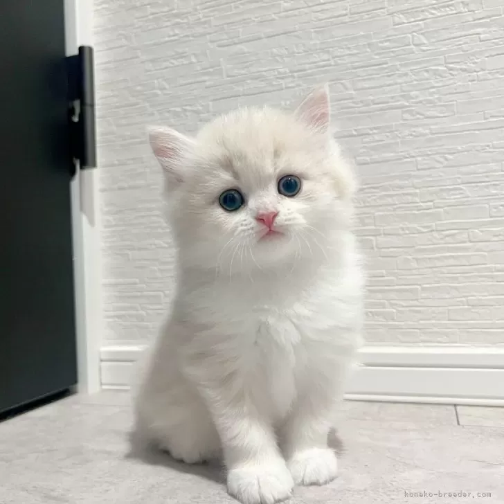 ID：2505-02953の子猫