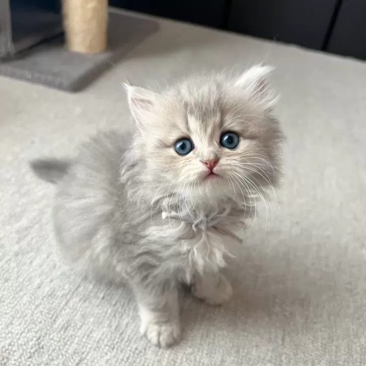 ID：2506-02519の子猫