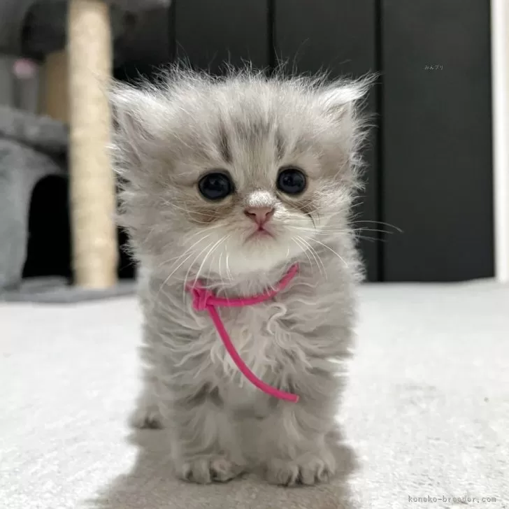 ID：2506-02030の子猫