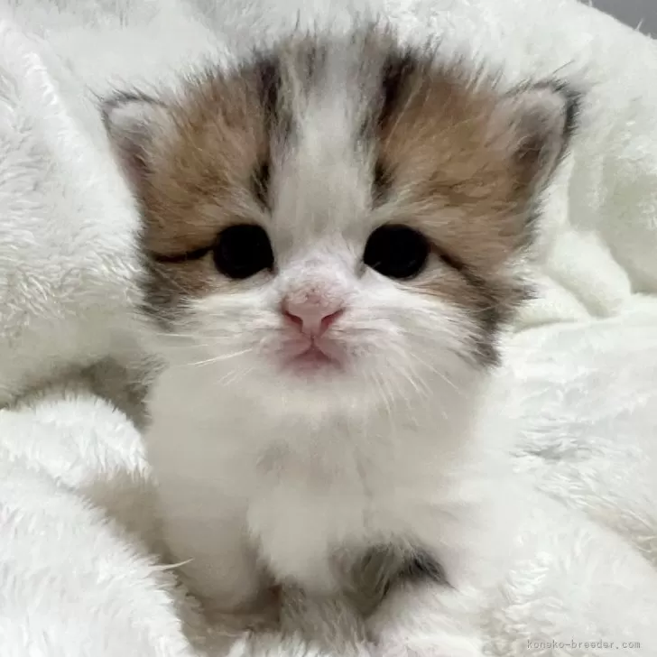 ID：2504-01972の子猫