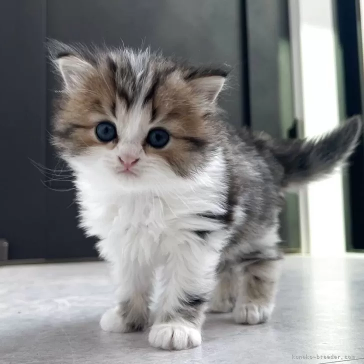 ID：2504-01970の子猫