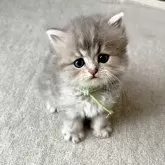 ペルシャ(チンチラ)
