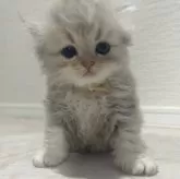 ペルシャ(チンチラ)