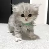 ペルシャ(チンチラ)