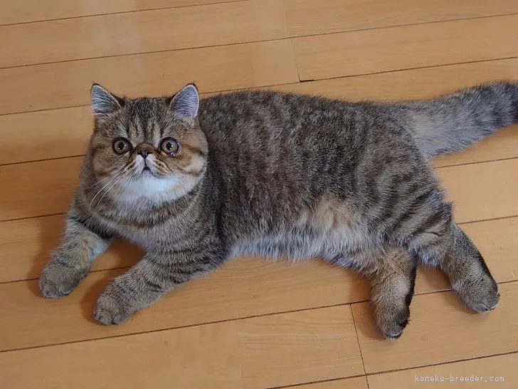 ID:2106-01080の子猫