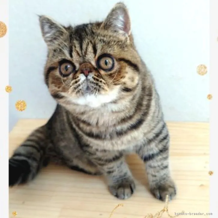 ID：2211-01310の子猫