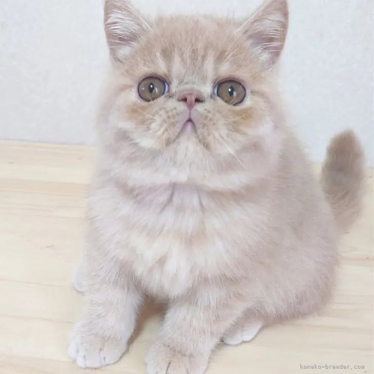 ID:2310-02041の子猫