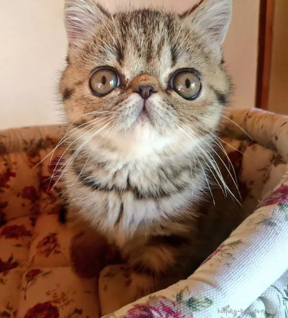 ID：2008-00976の子猫