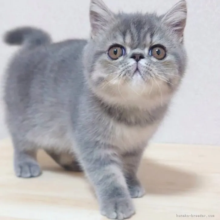 ID:2310-02071の子猫