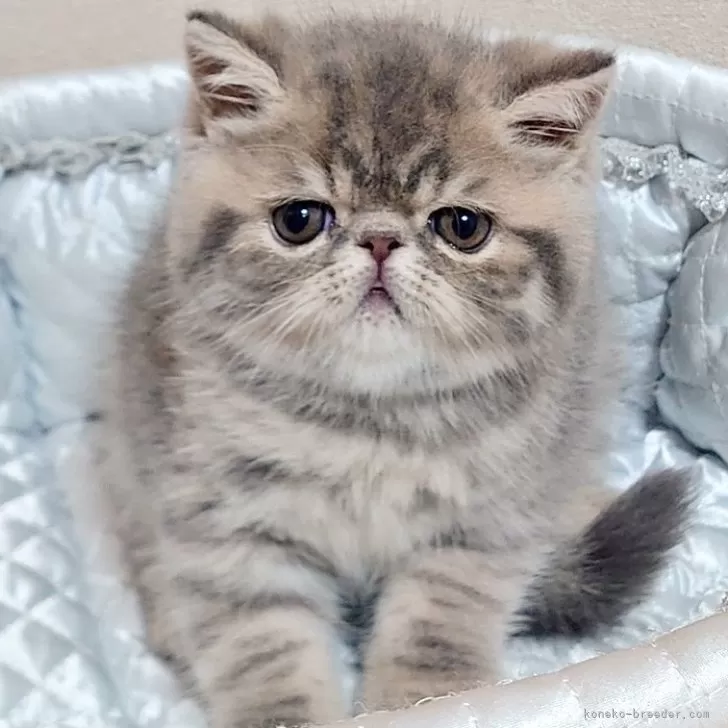 S.A 様のお迎えした子猫