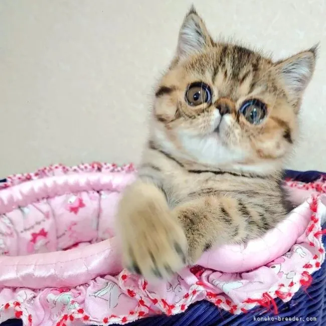 ID:2205-02823の子猫