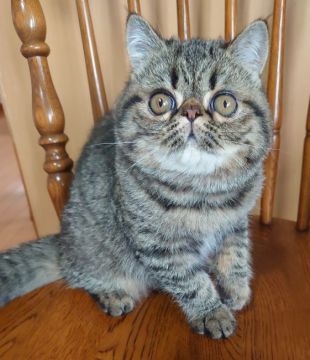 エキゾチックショートヘア【岡山県・女の子・2021年5月2日・ブラウンマッカレルタビー】の写真「❤性格自慢❤甘えっ子の女のコ」