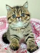 エキゾチックショートヘア【岡山県・女の子・2022年3月9日・ブラウンマッカレルタビー】の写真1