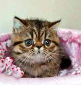 エキゾチックショートヘア【岡山県・女の子・2022年3月9日・ブラウンマッカレルタビー】の写真2