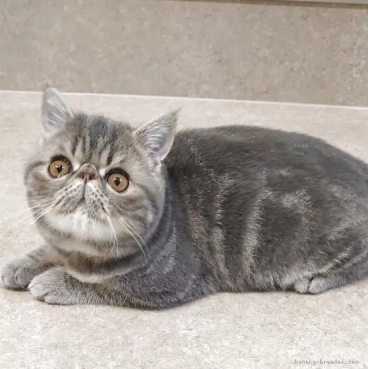 エキゾチックショートヘア【岡山県・男の子・2025年7月28日・ブルークラシックタビー】の写真1