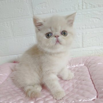 エキゾチックショートヘア【岡山県・男の子・2025年7月31日・クリームマッカレルタビー】の写真「骨格がしっかりした男の子♥️」