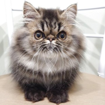 エキゾチックロングヘア【岡山県・男の子・2025年8月12日・ブラウンマッカレルタビー】の写真「お母さんはCFAグランドチャンピオン🎀」