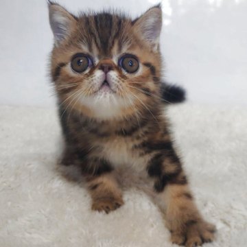 エキゾチックショートヘア【岡山県・男の子・2025年9月6日・ブラウンクラシックタビー】の写真「お父さんはCFAグランドチャンピオン🎀」