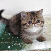 エキゾチックショートヘア