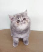 エキゾチックショートヘア