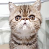 エキゾチックショートヘア