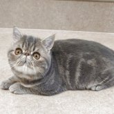 エキゾチックショートヘア