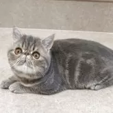 エキゾチックショートヘア