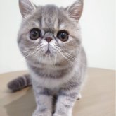 エキゾチックショートヘア