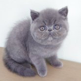 エキゾチックショートヘア