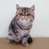 エキゾチックショートヘア