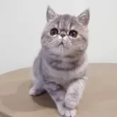 エキゾチックショートヘア【岡山県・女の子・2025年7月28日・ブルークラシックタビー】の写真2