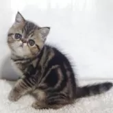 エキゾチックショートヘア【岡山県・男の子・2025年9月6日・ブラウンクラシックタビー】の写真2